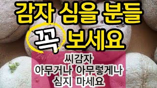 감자 심을 분들 꼭 보세요. 씨감자 아무거나 아무렇게 심지 마세요