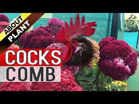 download lagu mp3 mp4 Cockscomb Plant, download lagu Cockscomb Plant gratis, unduh video klip Cockscomb Plant