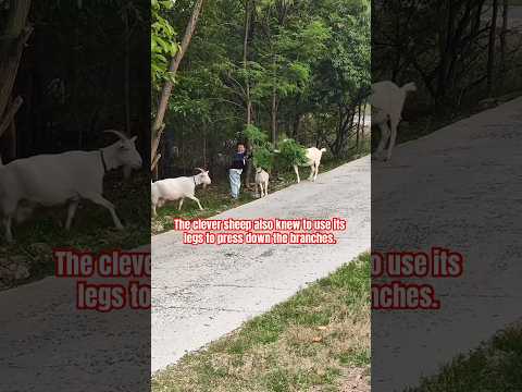 The kind child and the clever little sheep👍#sheep #love #cute #shortvideo