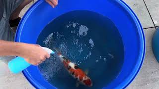 video van Showa SH-V24-011351
