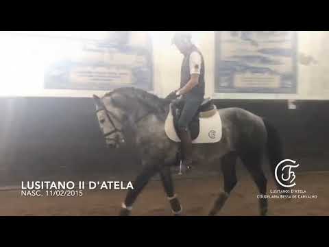 Lusitano II d'Atela