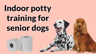 Senior Dogs Might Benefit From Indoor Potty Training! ( 5 Crucial TIPS to potty train your dog)