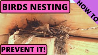 Bird Nest Removed. How to prevent nesting again!