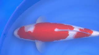 video van Nidan Kohaku 2306022