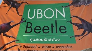 preview picture of video 'Ubon beetle (Thailand) - A young man and his beetles'