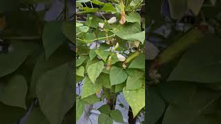 Download lagu Pohonya dah tua tapi masih rajin berbuah, semangat pejuang kedamaian ##foryoupage #johormalaysia mp3 Download lagu Pohonya dah tua tapi masih rajin berbuah, semangat pejuang kedamaian ##foryoupage #johormalaysia mp3