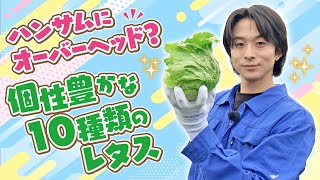 【澤夏と10種のレタス】個性を活かして美味しく調理!