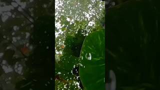 Download lagu Chamakte Chand Ko Toota Hua Tara Bana Dala Ghulam Ali #ghazal #love #gazal #theumcgazal #gazal2022 mp3 Download lagu Chamakte Chand Ko Toota Hua Tara Bana Dala Ghulam Ali #ghazal #love #gazal #theumcgazal #gazal2022 mp3