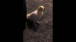 Download lagu Cockatiel Cat Call Whistle 😙 #parrots #boristhebirb mp3 Download lagu Cockatiel Cat Call Whistle 😙 #parrots #boristhebirb mp3