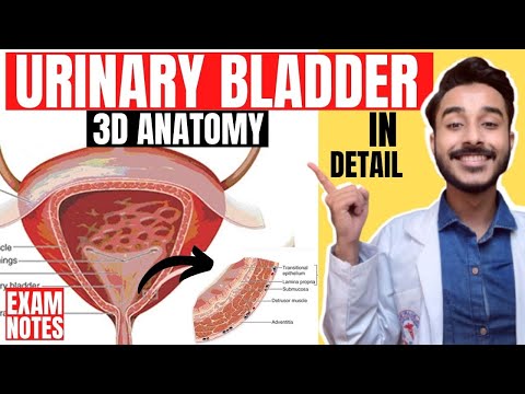 urinary bladder anatomy 3d | anatomy of urinary bladder relations | relations urinary bladder