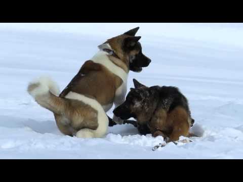 アメリカンアキタ vs. ジャーマンシェパード（子犬）
