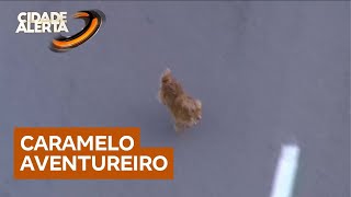 Cachorro resgatado no Rodoanel ganha nova família adotiva