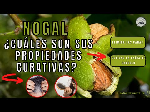 Nogal: Conoce todas sus propiedades y beneficios medicinales - Centro Naturista TV
