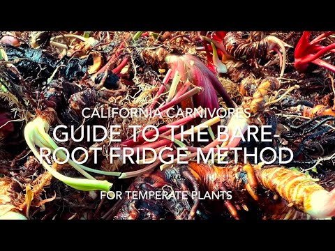 Guide to Bare-Root Fridge Method for Sarracenia and Flytraps