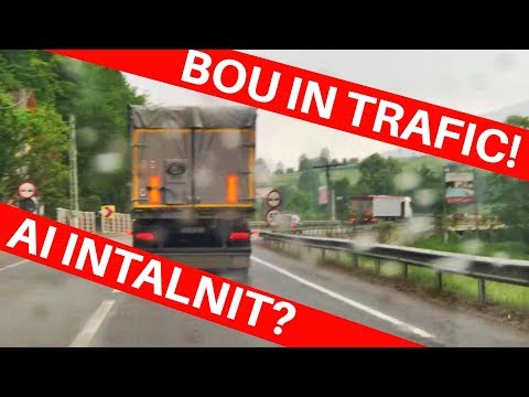 TU AI INTALNIT UN BOU IN TRAFIC? CUM II RECUNOSTI SI SUPER SIMULATOR RALLY - AUTO! S2E81