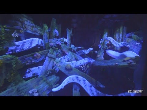 download lagu mp3 mp4 20000 Leagues Under The Sea Tokyo Disney Sea, download lagu 20000 Leagues Under The Sea Tokyo Disney Sea gratis, unduh video klip 20000 Leagues Under The Sea Tokyo Disney Sea