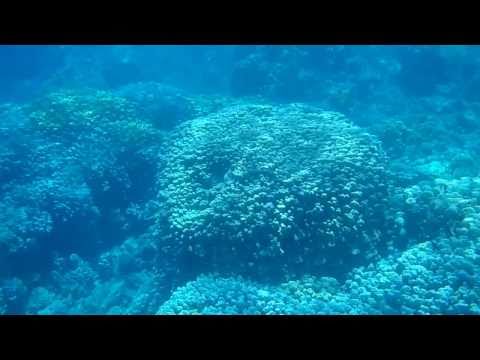 Coral reef snorkeling near Safaga, Soma Bay, Egypt, Red Sea (HD) #1