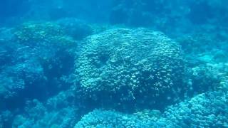 preview picture of video 'Coral reef snorkeling near Safaga, Soma Bay, Egypt, Red Sea (HD) #1'