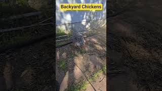 Fun On The Farm! Chicks! #home #chicken #peace #baby #family #backyardchickens