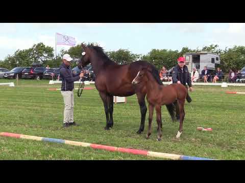 Holsteiner Fohlenschau Föhr 2023 | HF | Chezarro – Nekton | St. 4255 | Ocke Früchtnicht