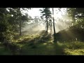Morning Neutral WhatsApp Status Video Morning