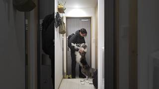 犬と二人暮らし30歳会社員