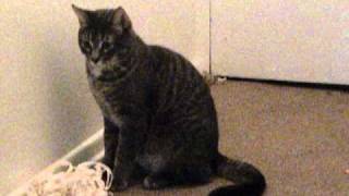 Seriously Sonic - Talk To Me