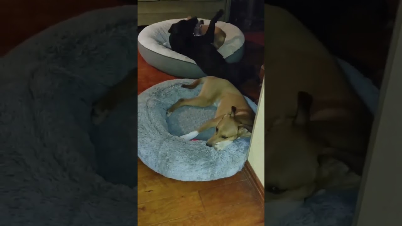 Enlarge Louise, a Adoptable mixed breed in New Braunfels, TX video 6/6