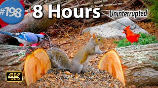 TV for Cats 😻 8 Hours of Birds 🐦 Squirrels 🐿 Uninterrupted Cat TV Tree Stumps Branches @LensMyth