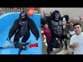 Gorilla Vs Shaka Final Clash Gorilla Winner