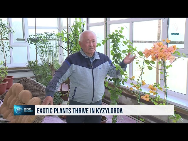 Kızılorda ilinde tropikal çiçekler yetiştiriliyor