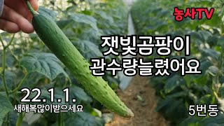 오이선별포장중
