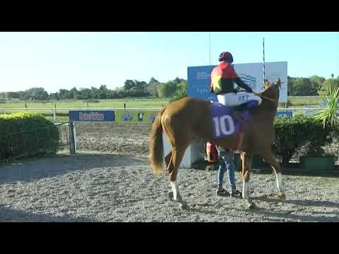 SINT COLONIA - 220526 c08 1° GOLDEN CAT