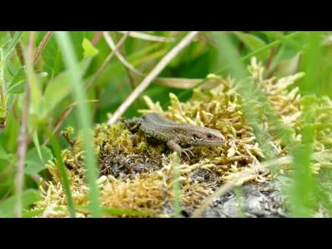 Jašterica živorodá (Zootoca vivipara) — terénny záznam v 4K