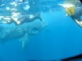 11.07.2011 Yucatek Divers Schnorcheln mit dem Walhai