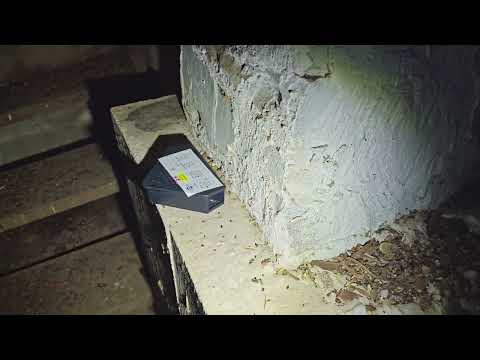 Mice Roaming Around the Cellar in Dunellen, NJ