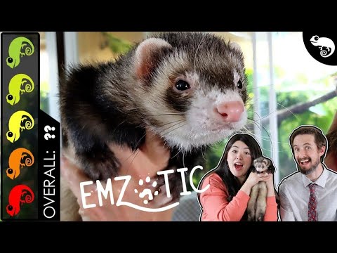 Ferret, The Best Pet Mammal?