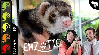 Ferret, The Best Pet Mammal