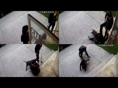 download lagu mp3 mp4 Pitbull Attack, download lagu Pitbull Attack gratis, unduh video klip Pitbull Attack