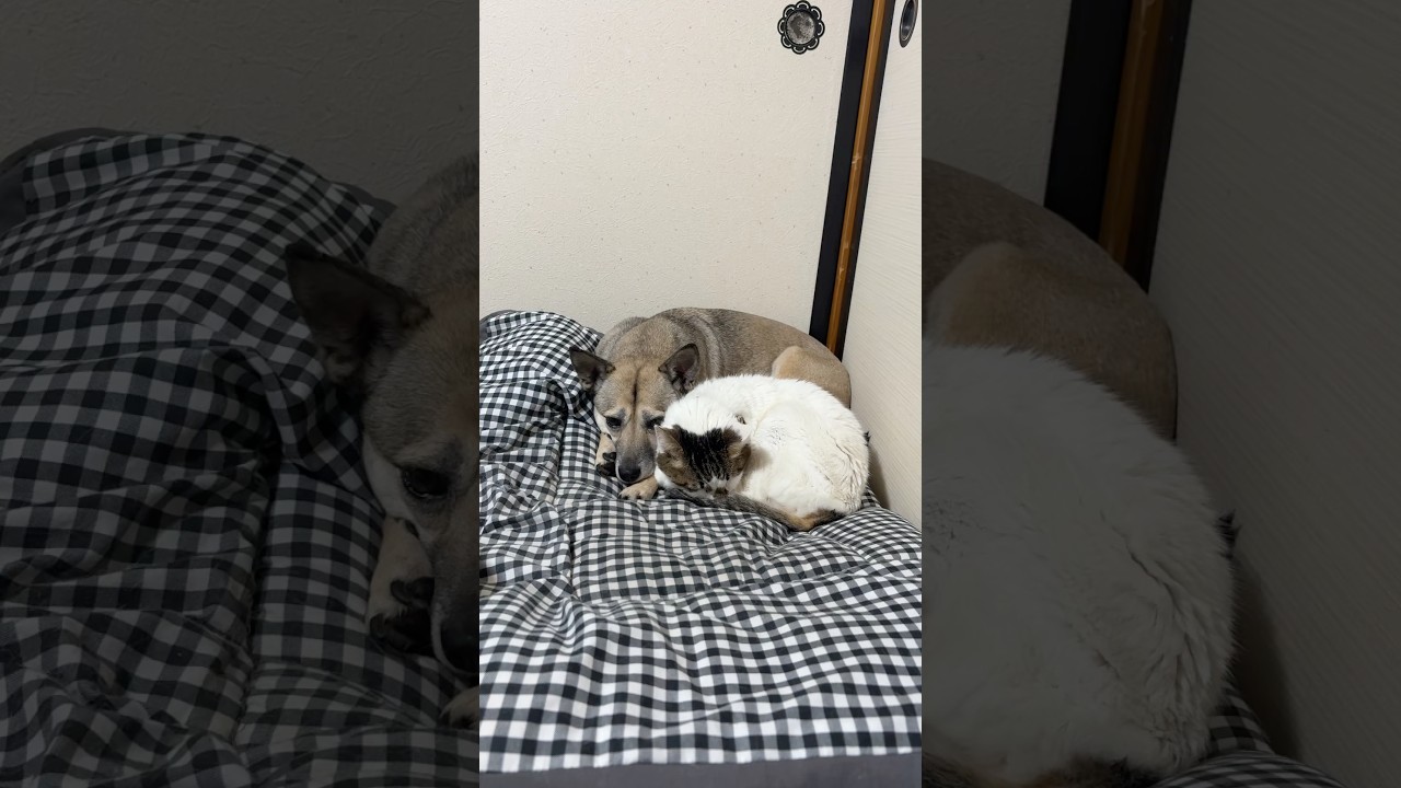 犬と猫が「えっ」 #cat #愛され #犬