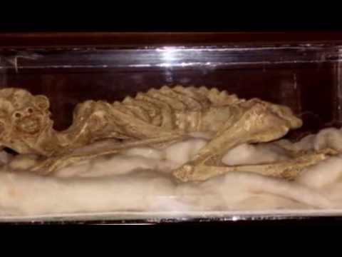 10 najdziwniejszych monstrów świata
