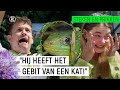 TWEE KEER GEBETEN DOOR EEN SMARAGDHAGEDIS!! | Steken & Prikken | seizoen 3 #3 | NPO Zapp