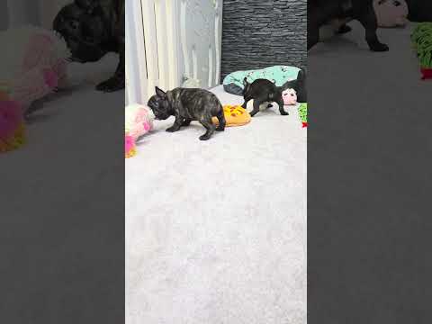 Video 7