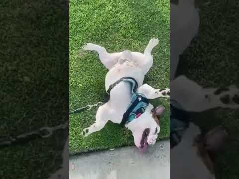 let's see dog find me 😍🤗