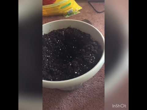 download lagu mp3 mp4 Rieger Begonia Orange, download lagu Rieger Begonia Orange gratis, unduh video klip Rieger Begonia Orange