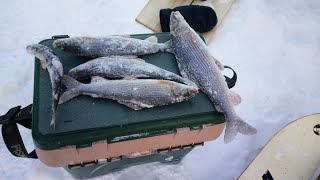 Когда лучше клюет хариус весной 2020