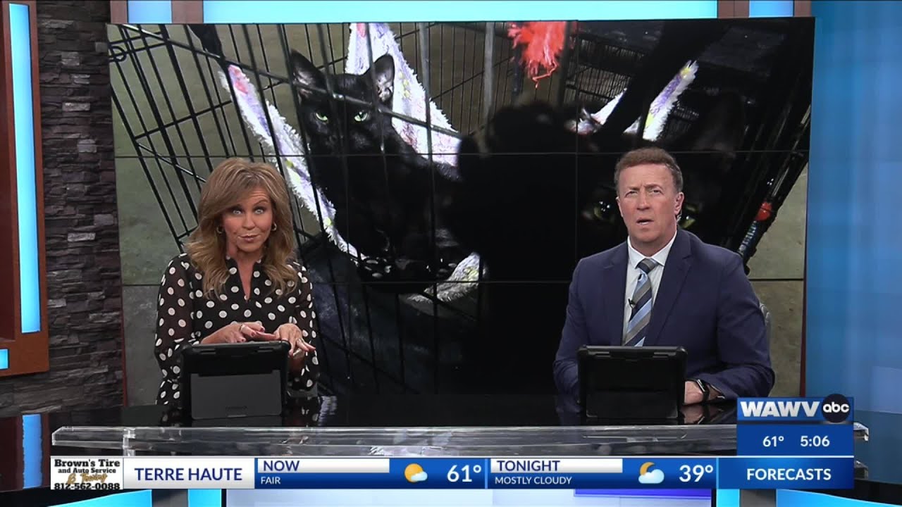 Happy Tails Animal Rescue to host a speed dating adoption event