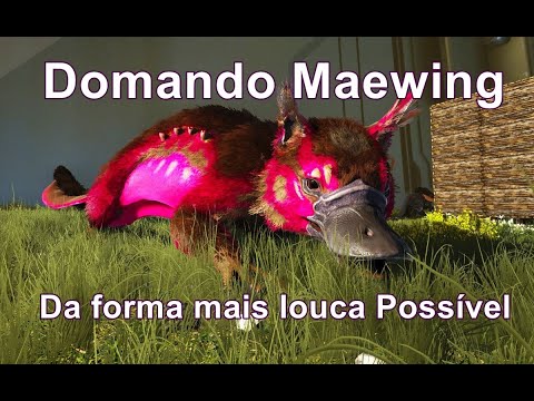 Domando Maewing da forma mais louca possível