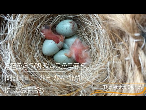 Breeding Native British Finches - Season 2 Part 2 The Native Diaries