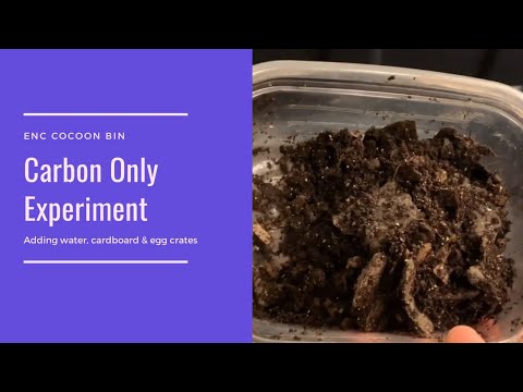 Carbon Only Experiment Update & ENC Cocoon Bin Check-in #nightcrawlers